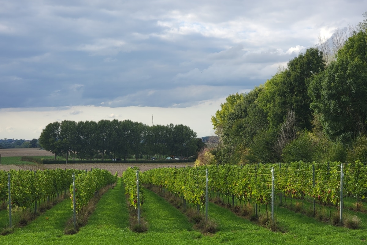 Les vignes ont été plantées sur deux parcelles toutes proches de la ferme.