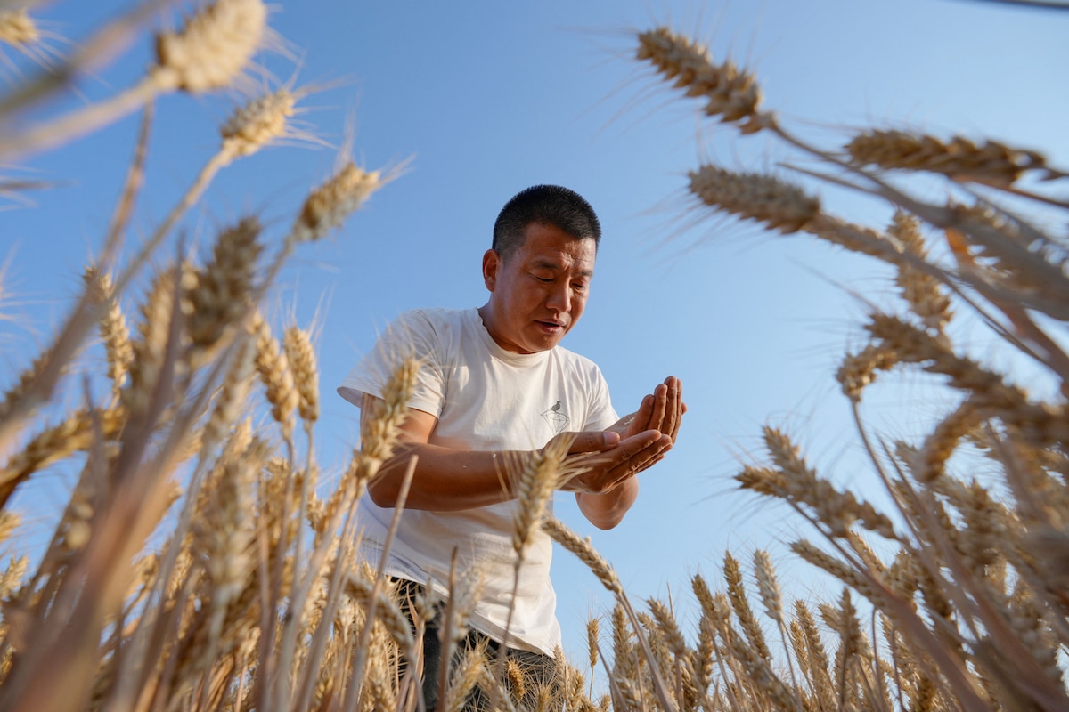A local farmer harvests wheat at fields located near the Yellow River in Wanrong County, in Yuncheng, in China's northern Shanxi province on June 11, 2025. (Photo by AFP) / China OUT