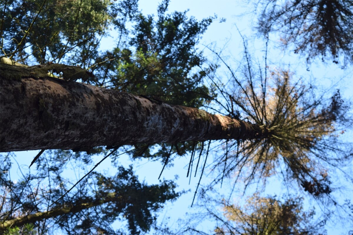 L’épicéa est le roi de nos forêts mais pour combien de temps encore? Les changements climatiques pourraient le faire disparaître.