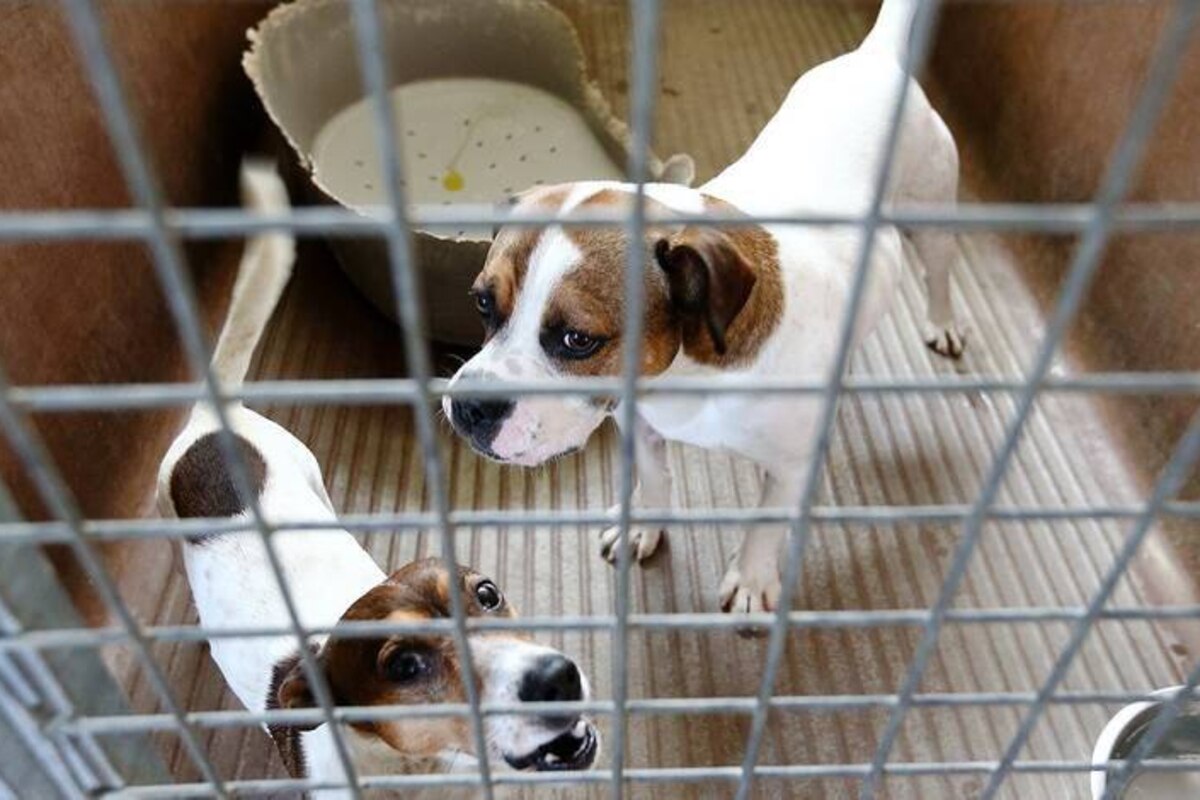 Bien-être animal: le cri du cœur du refuge Veeweyde