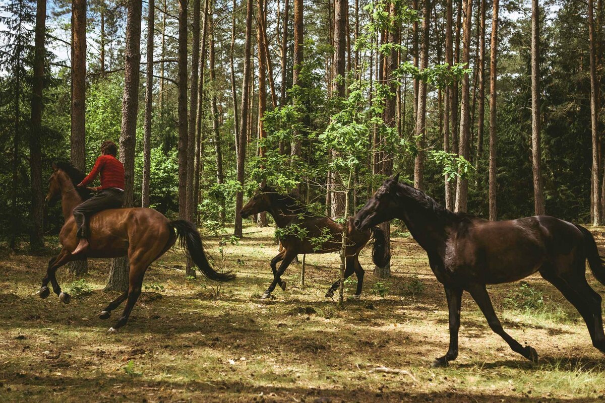 Avec "Out Stealing Horses", Hans Petter Moland, habitué du polar, se fait plus classique