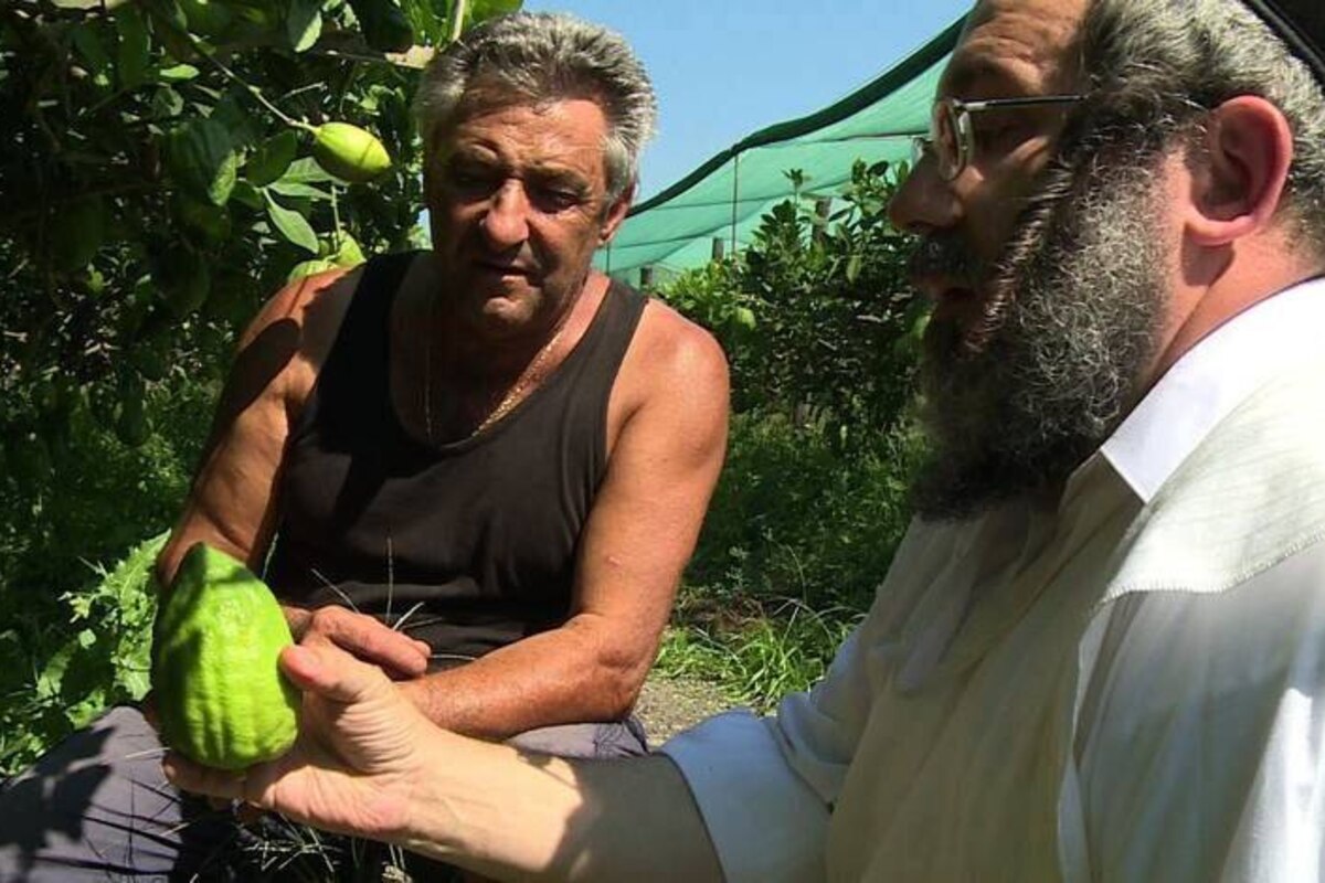 Un pèlerinage de juifs orthodoxes en quête du plus beau cédrat