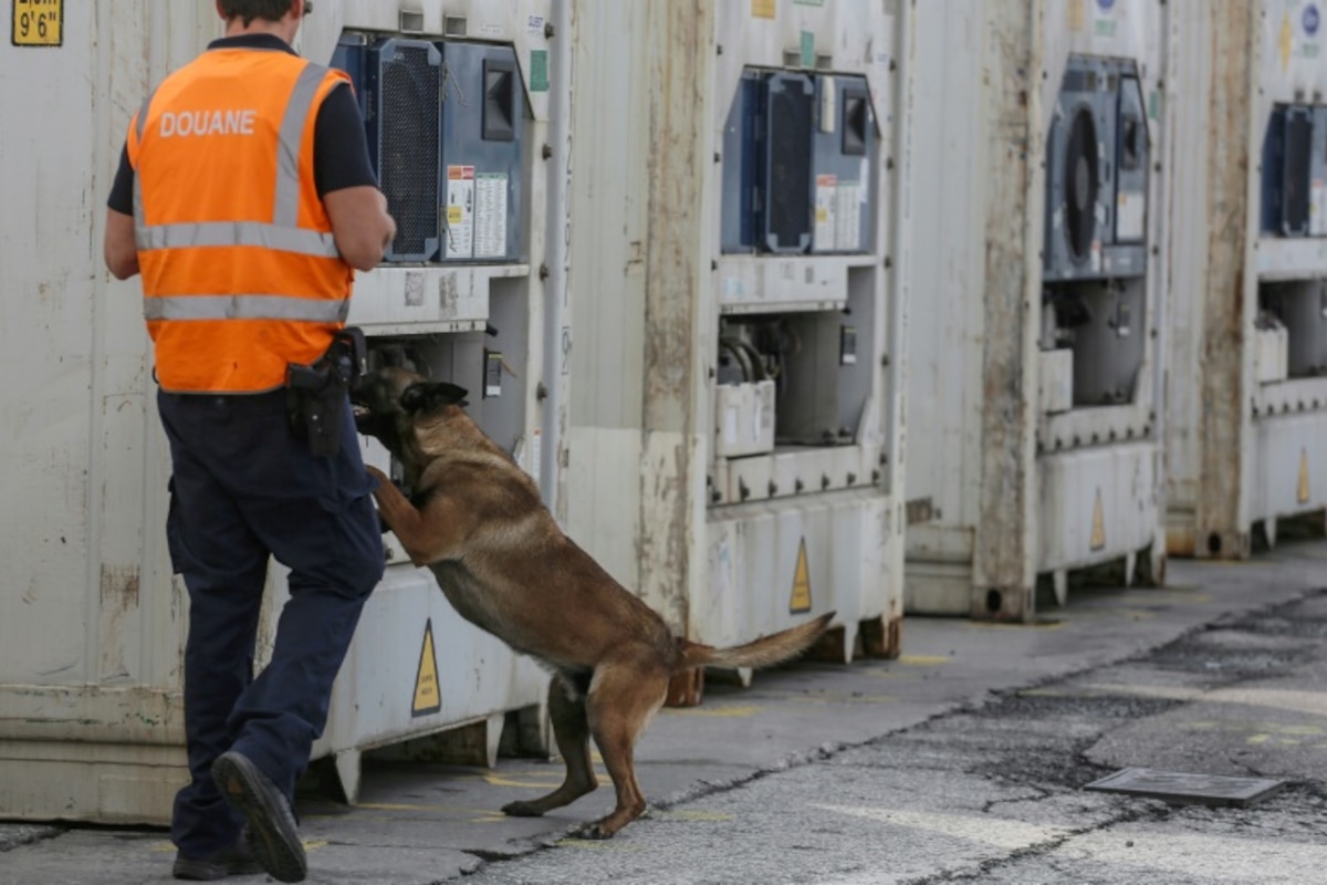 <p>Un chien renifle un conteneur à la recherche de drogue lors d'un contrôle douanier au port d'Anvers, le 20 mai 2022 en Belgique</p>