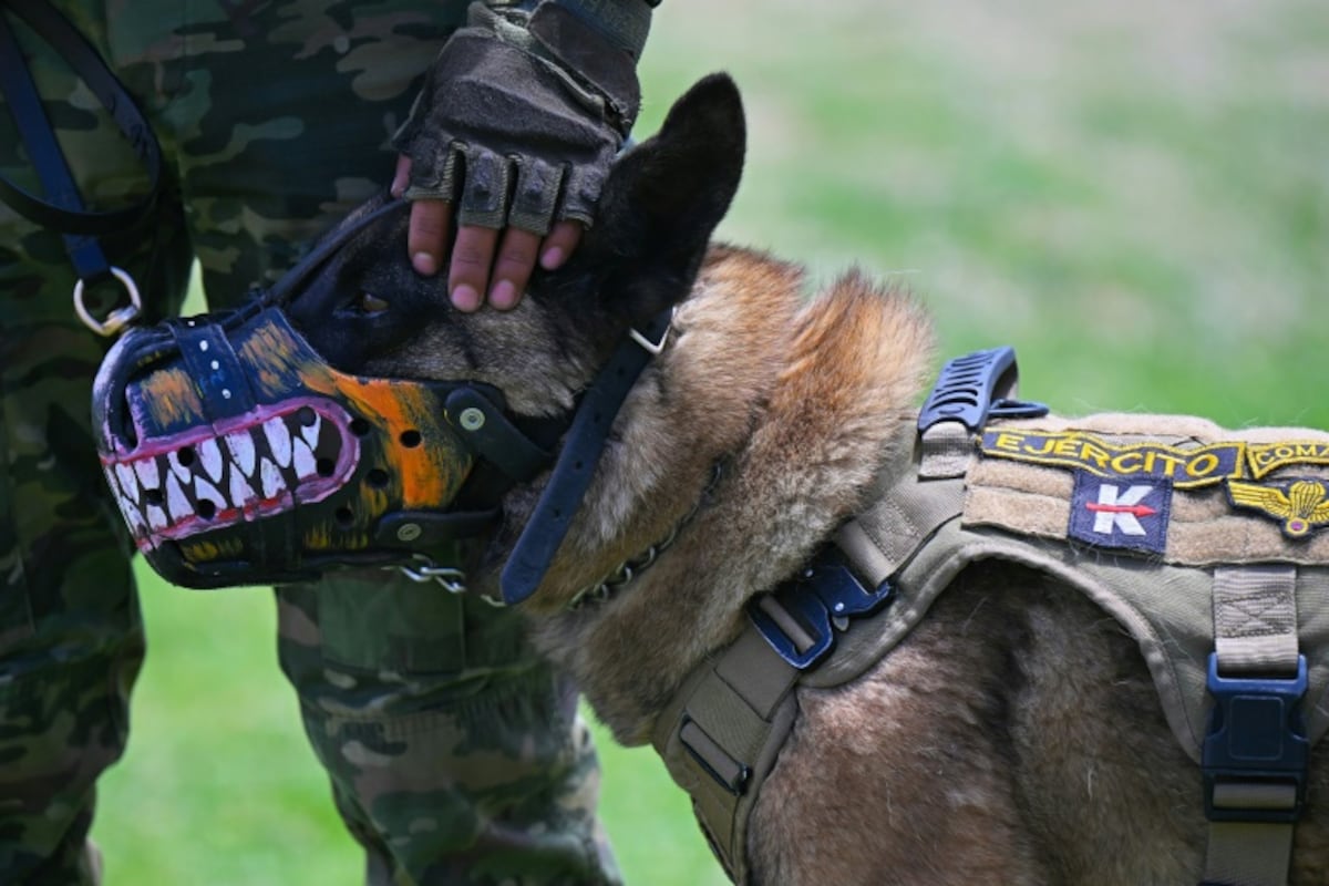 Des chiens clonés et génétiquement modifiés dans les rangs de l’armée ? Le projet fou d’un milliardaire américain