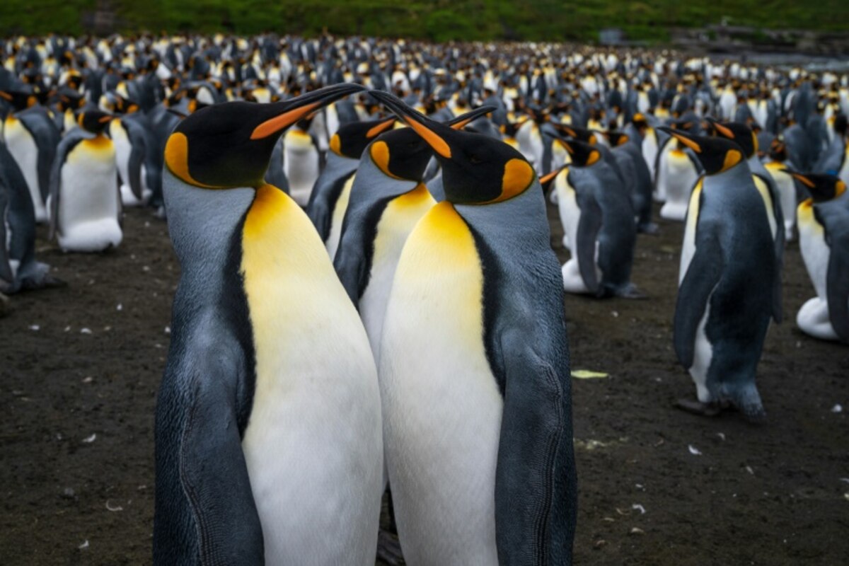 <p>Des manchots royaux sur l'île de la Possession, le 21 décembre 2022 à Crozet, dans les Terres australes et antarctiques françaises (TAAF)</p>