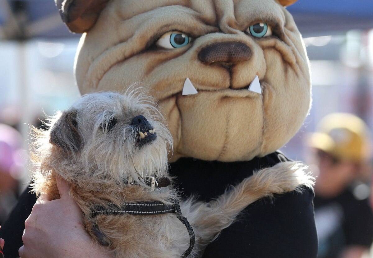 Afp Griffons Voici le chien élu le plus laid du monde (PHOTOS) - La Libre