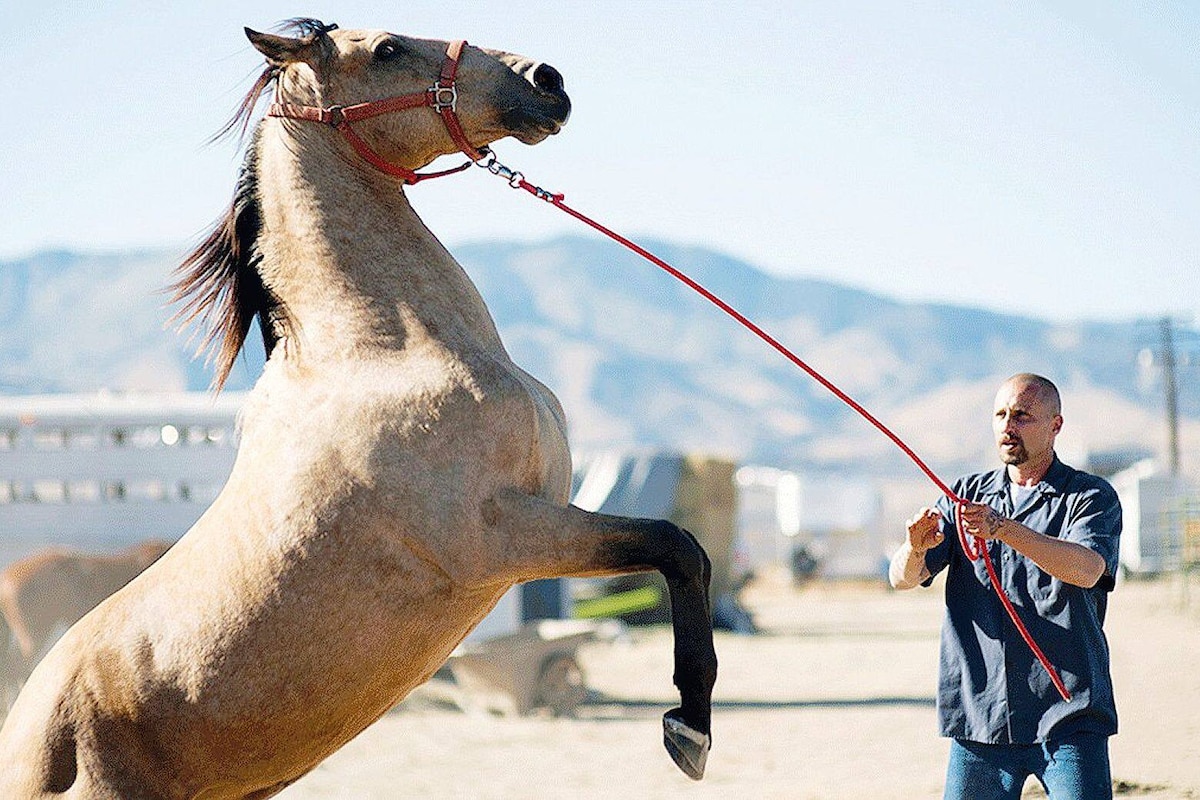 "The Mustang", avec Matthias Schoenaerts en prisonnier qui murmurait à l'oreille des chevaux
