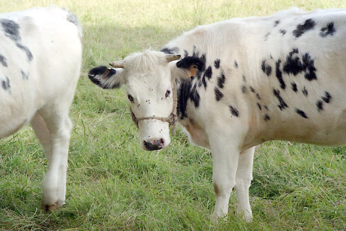 La Normandie compte
proportionnellement le plus de terres agricoles avec 69 % de son territoire.